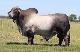 Brahman Semen
