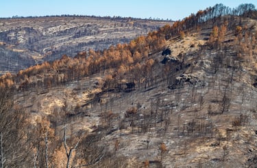 Incendie dans l'Aude la nature détruite