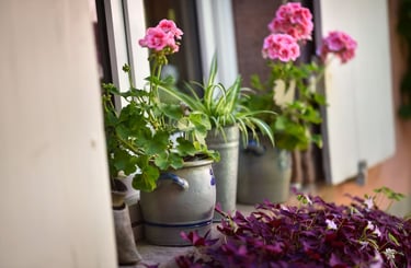 geranium jardin gite alsace