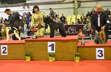 peluquería canina de exposición