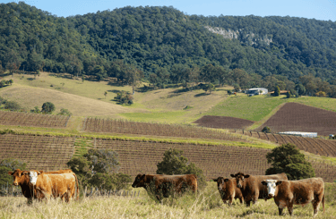 Photo of A Hunter Valley vineyard