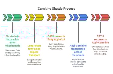 Carnitine shutle