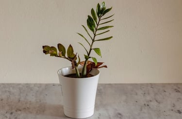 how to fix problems in indoor potting soil