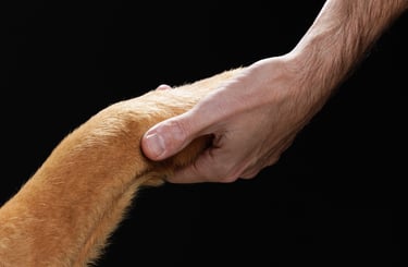 photographie animalière finistère brest