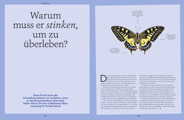 Old World swallowtail illustration