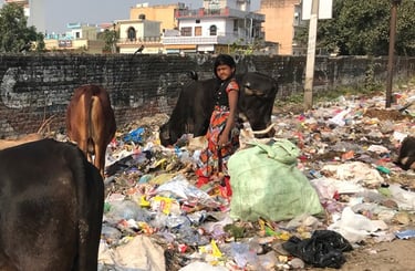 A young waste picker with a bag of recyclables on a wide roadside covered with rubbish. Three cows e