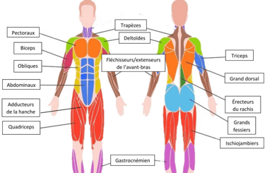 les muscles du corps à connaître pour le massage décontracturant