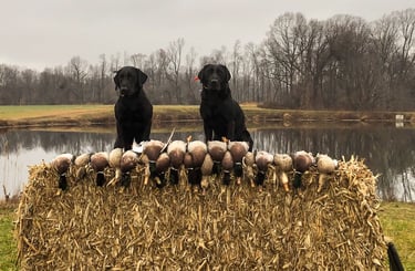 Two black labs sitting on a hay bale behind harvested puddle ducks in a Maryland field.