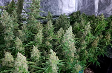 Flowering Cannabis Plant
