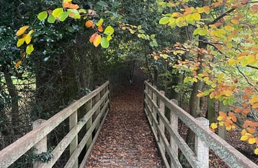 a wooden bridge in to a woodland