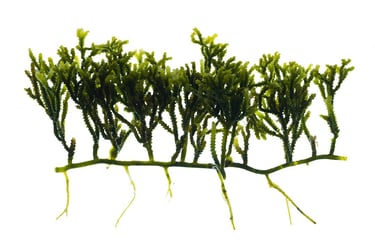 Caulerpa cupressoides