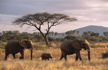 Three elephants walking along a safari trail with trees on the side in Mikumi National Park during a Tanzania wildlife safari