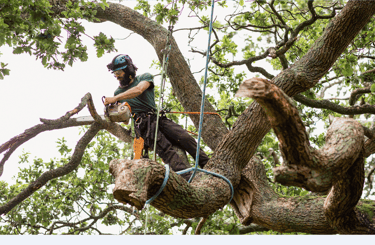 tree cutting in hampton, virginia
