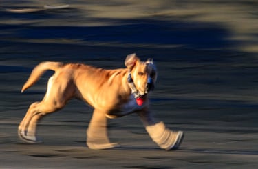 Dog at Muriwai Beach #2