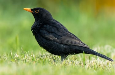 Beleidigte Amsel