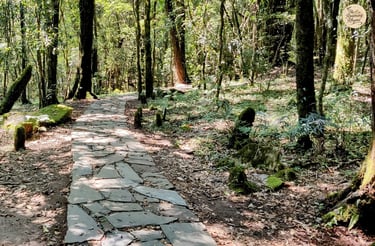 Sacred stones and shaded paths - monoliths of Mawphlang Sacred Forest.