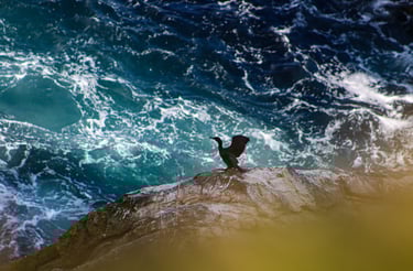 Ringed Plover at Sumburgh Head Lighthouse Shetland