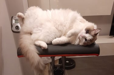 gatta ragdoll che riposa