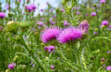 milk thistle