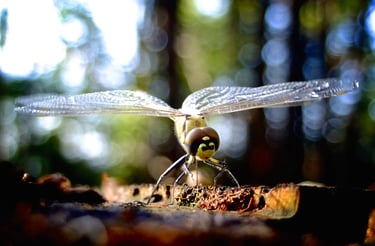 a dragonfly sitting on a tree stump