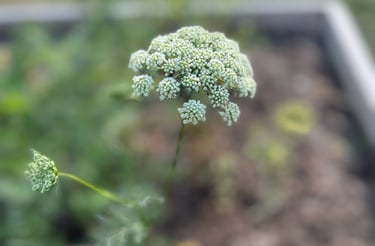 Carrot seed head and pollinator attractor.