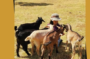 girl enjoying with playful goats