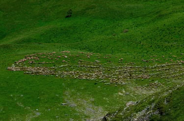 Troupeau de mouton en contrebas de La Brèche (La Grave)