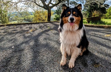 Un chien devant un cerisier en fleurs