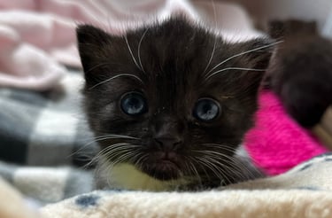 ein süßes Katzenbaby mit blauen Augen, das in die Kamera schaut