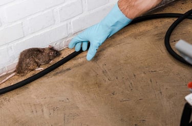 dératisation rat souris montélimar ardèche