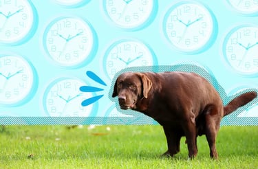 a-large-dog-staring-at-you
