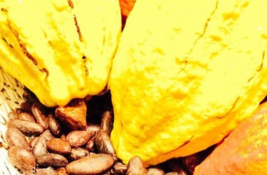 Criollo Cacao Pods
