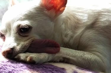 Health Vibes - My dog Mindy was a rescue with 1 tooth, always her tongue always made me laugh