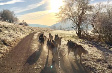 Husky-Erlebnisse, Husky-Ausfahrten, Husky-Trekkingtouren, Husky Abenteuer, Dietfurt, Bayern