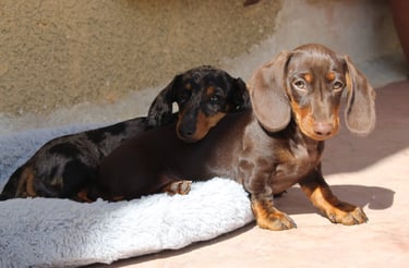 two dachshunrd dogs are sitting on a dog bed