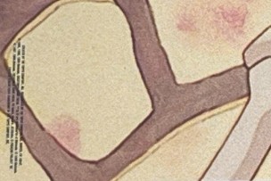 Stickers S2 Topps Pokémon the first movie back