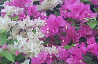 bougainvillea in Dalyan