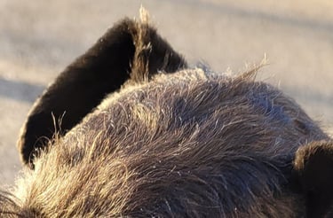 tête de Schnauzer nain noir