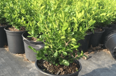 Boxwood 
