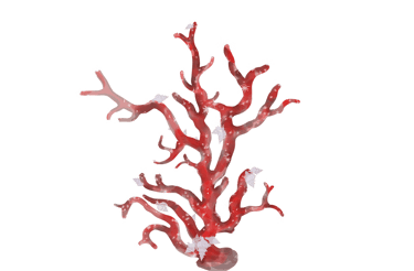 Corallium rubrum with Hirtomurex Squamosus, Adobe Photoshop drawing 