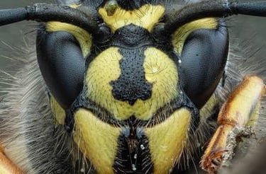close up of a wasps face
