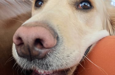Wheat colored golden retriever smiles with head on lap and sofa.