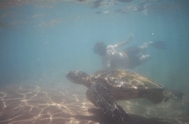 Nage avec les tortues à Maui