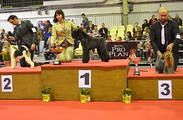 peluquería canina de exposición