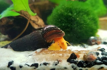 Premium Orange Rabbit Snail on white sand - Shell & Fin Boutique Standard