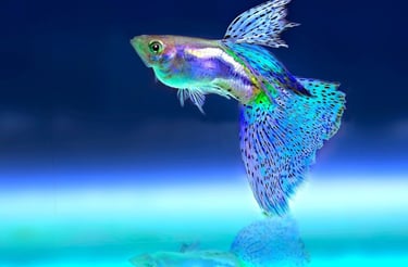 Premium Blue Mosaic Guppy showing fin detail - The Shell & Fin Advantage