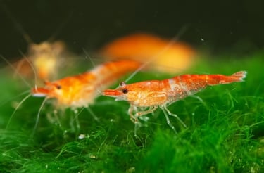 Red and Orange Cherry Shrimp on green moss - Shell & Fin Breeding Program