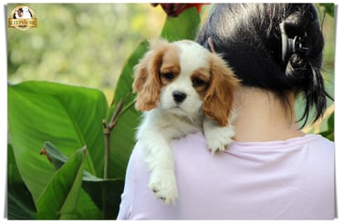 Male puppy Cavalier litter in Sleepysong Kennel