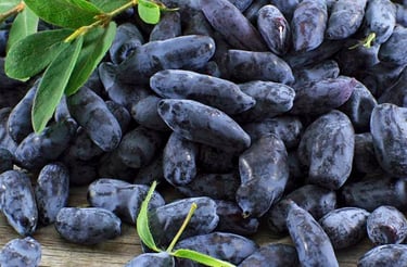 camerise - variété Aurora