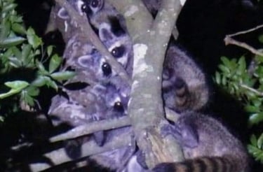 familia de mapache observandote